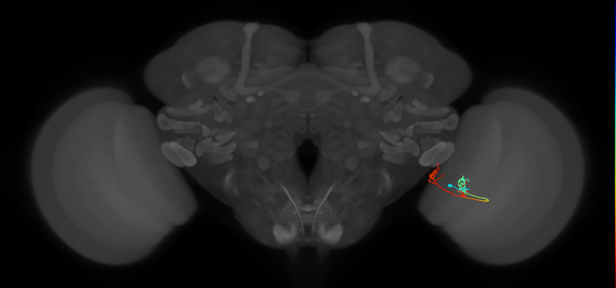 TmY17_R (MaleCNS:55816)