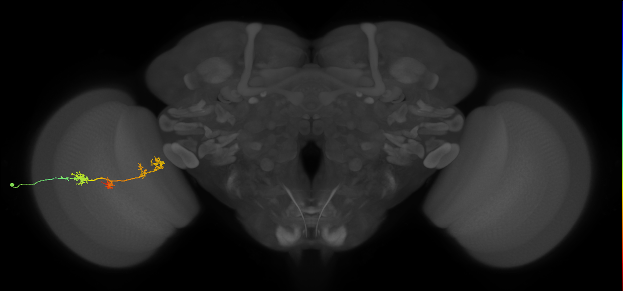 TmY17_L (MaleCNS:26297)