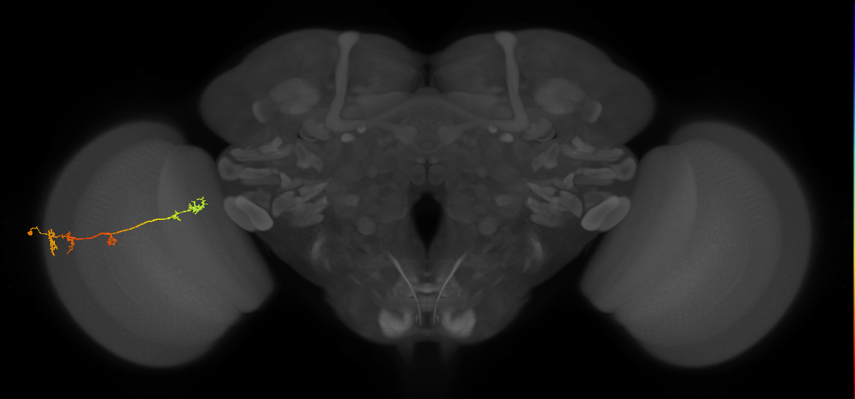 TmY17_L (MaleCNS:42658)