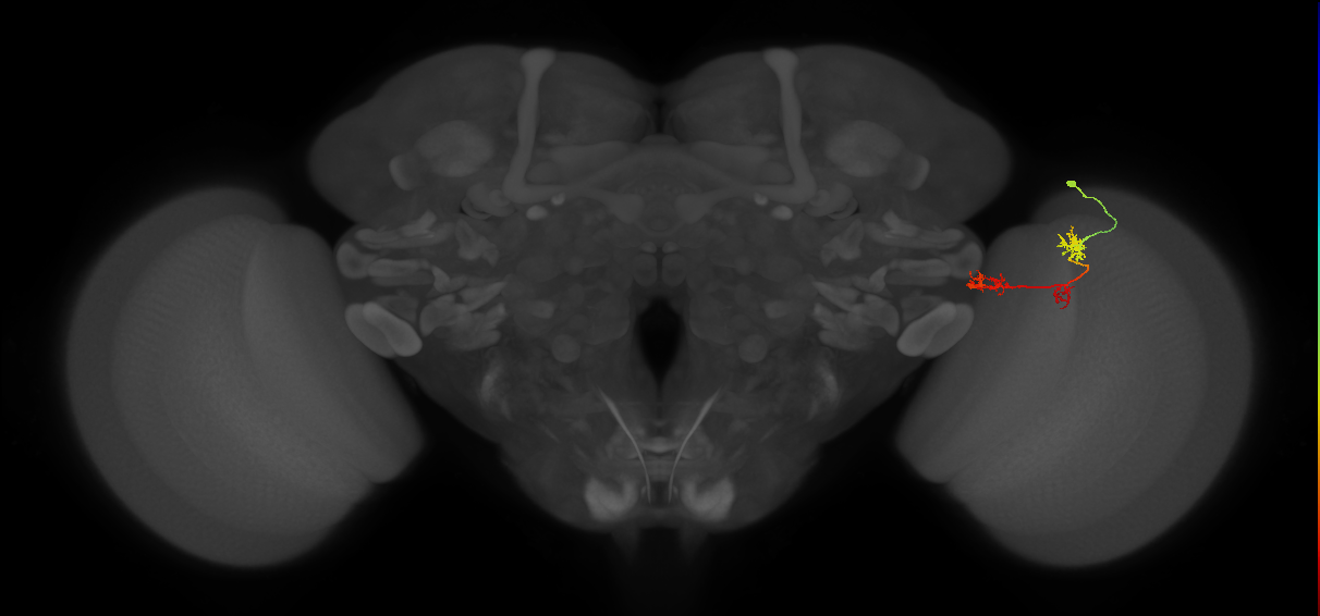 TmY17_R (MaleCNS:63692)