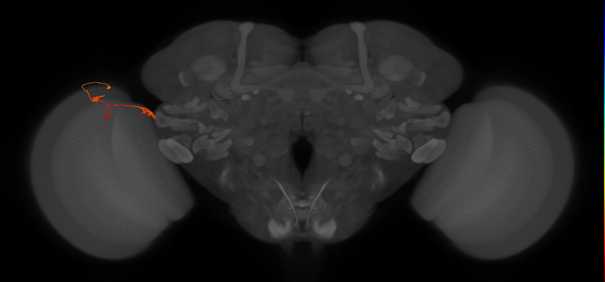 TmY17_L (MaleCNS:88239)