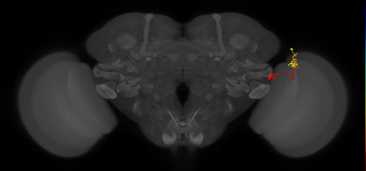 TmY17_R (MaleCNS:73575)