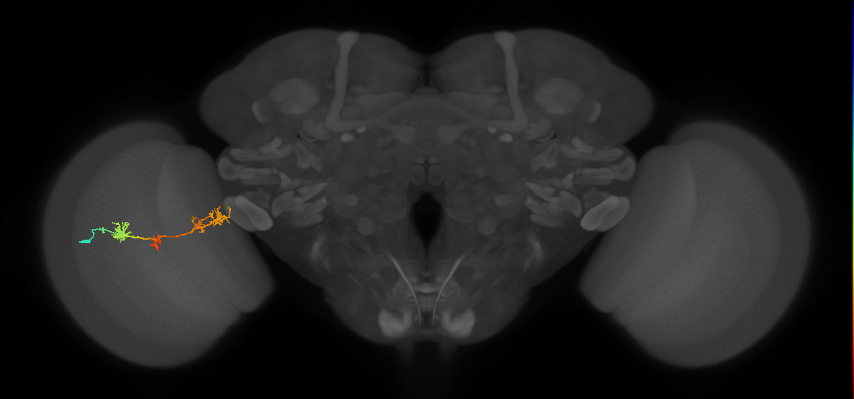 TmY17_L (MaleCNS:529328)