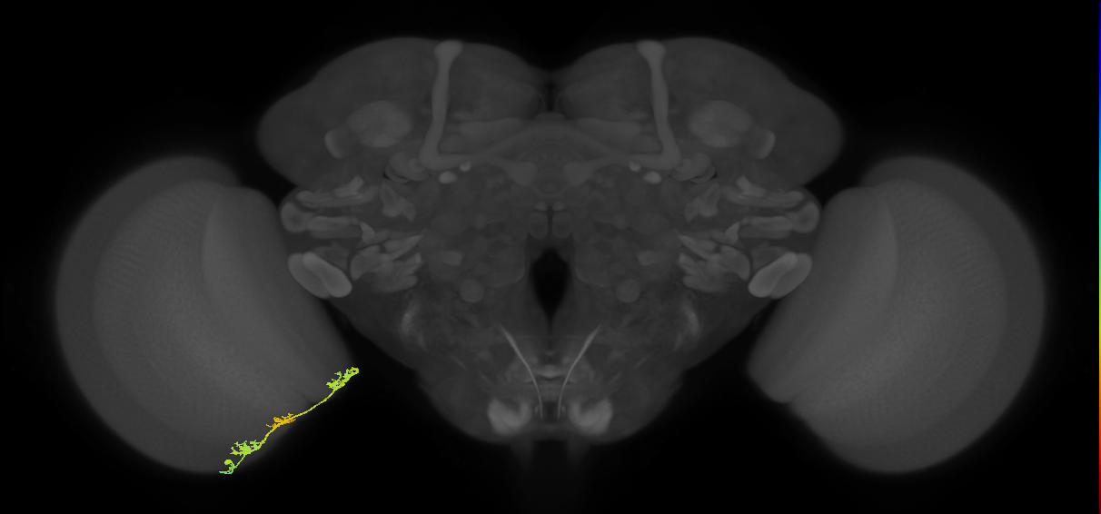 TmY17_L (MaleCNS:53615)