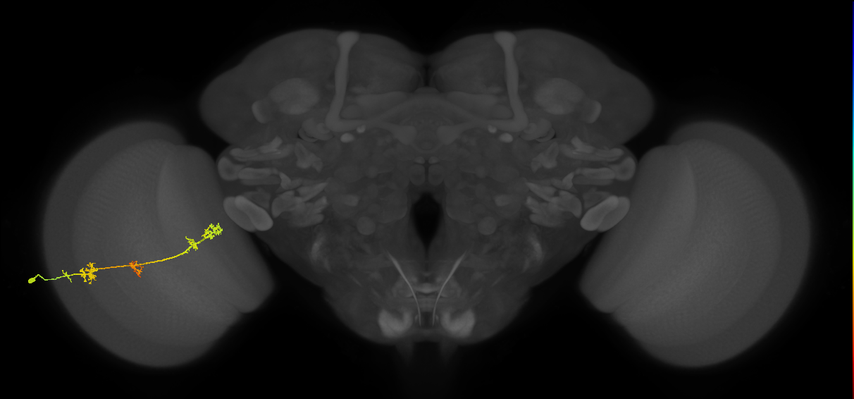 TmY17_L (MaleCNS:33146)
