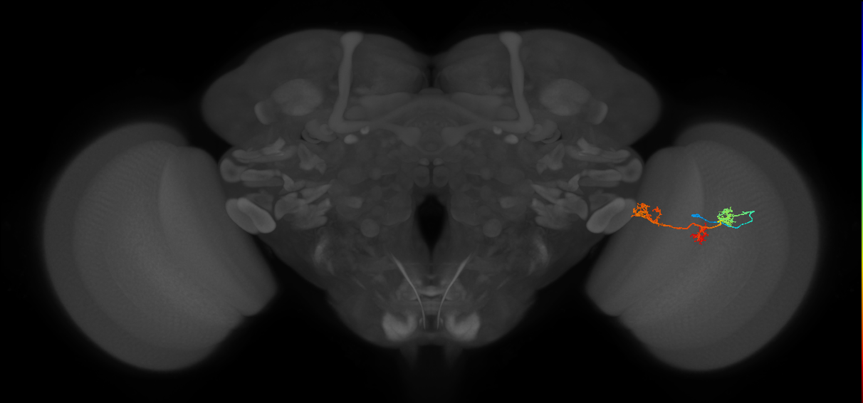 TmY17_R (MaleCNS:52763)