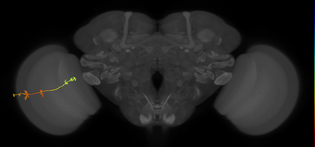 TmY17_L (MaleCNS:48071)