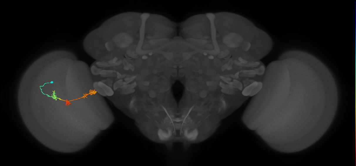 TmY17_L (MaleCNS:23967)