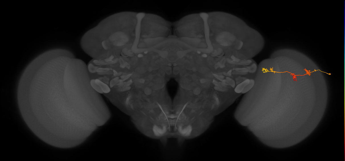 TmY17_R (MaleCNS:56125)