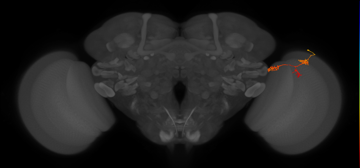 TmY17_R (MaleCNS:59833)