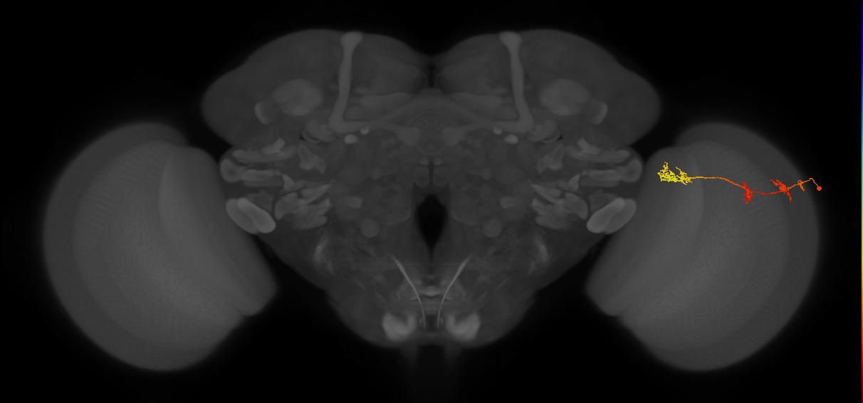 TmY17_R (MaleCNS:50211)