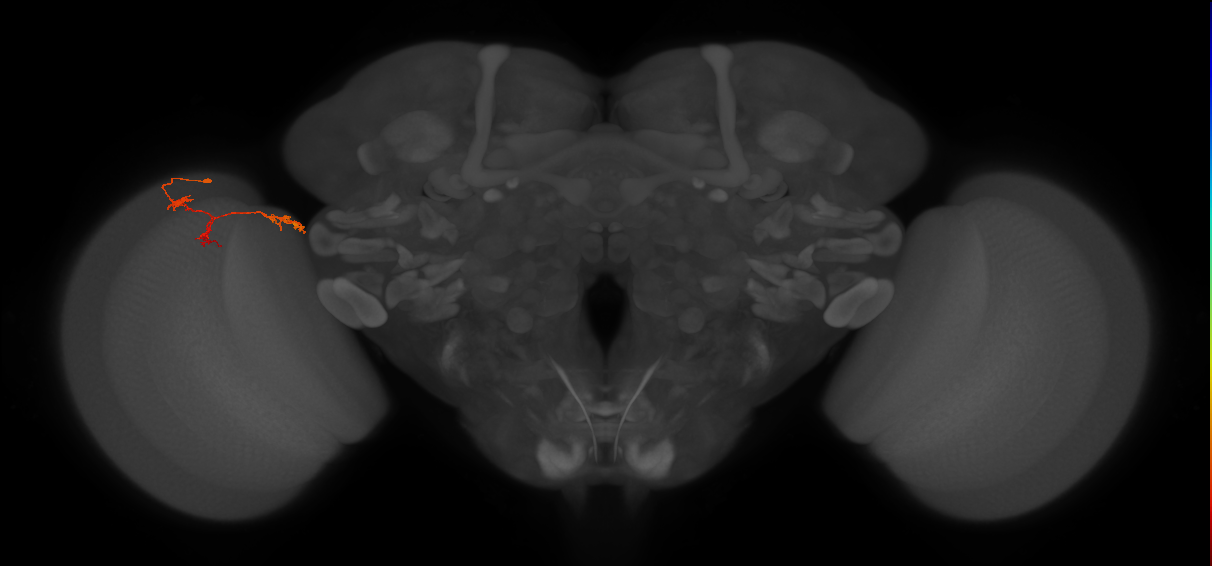 TmY17_L (MaleCNS:91491)
