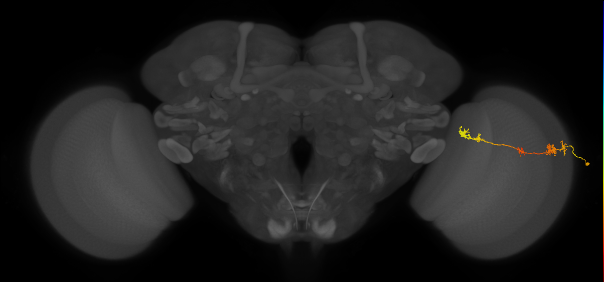 TmY17_R (MaleCNS:44439)