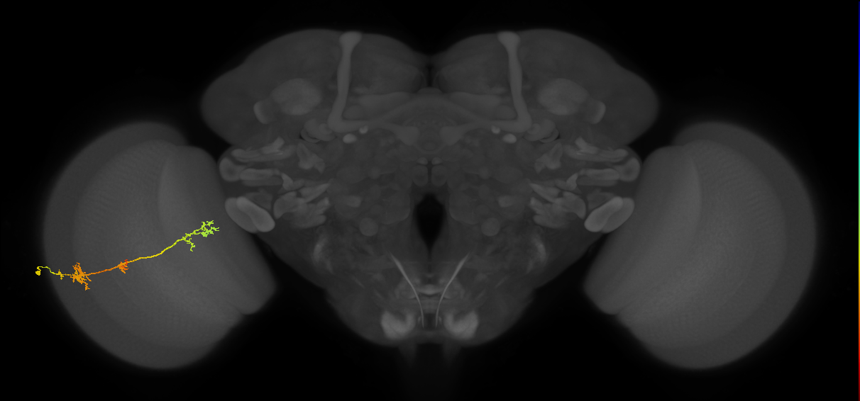 TmY17_L (MaleCNS:42639)