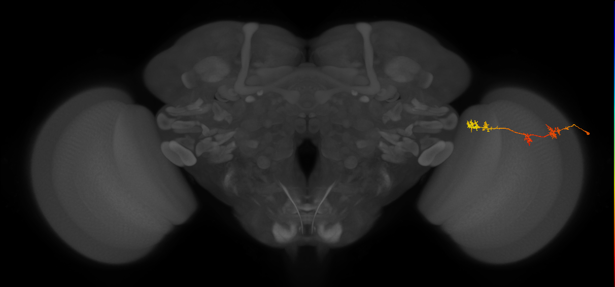 TmY17_R (MaleCNS:50150)