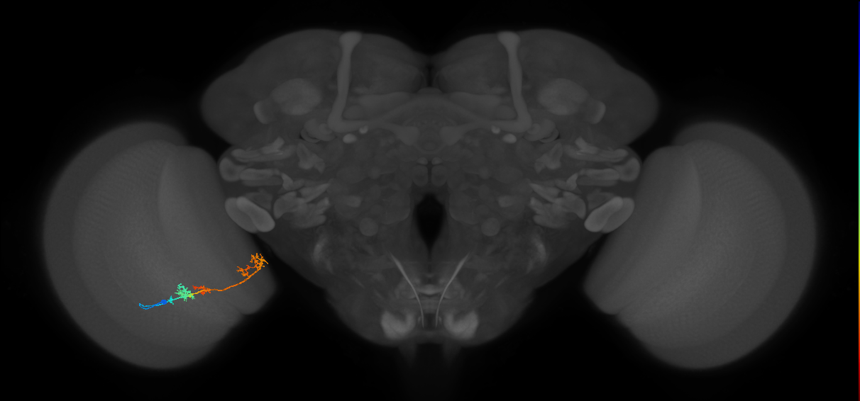TmY17_L (MaleCNS:59326)
