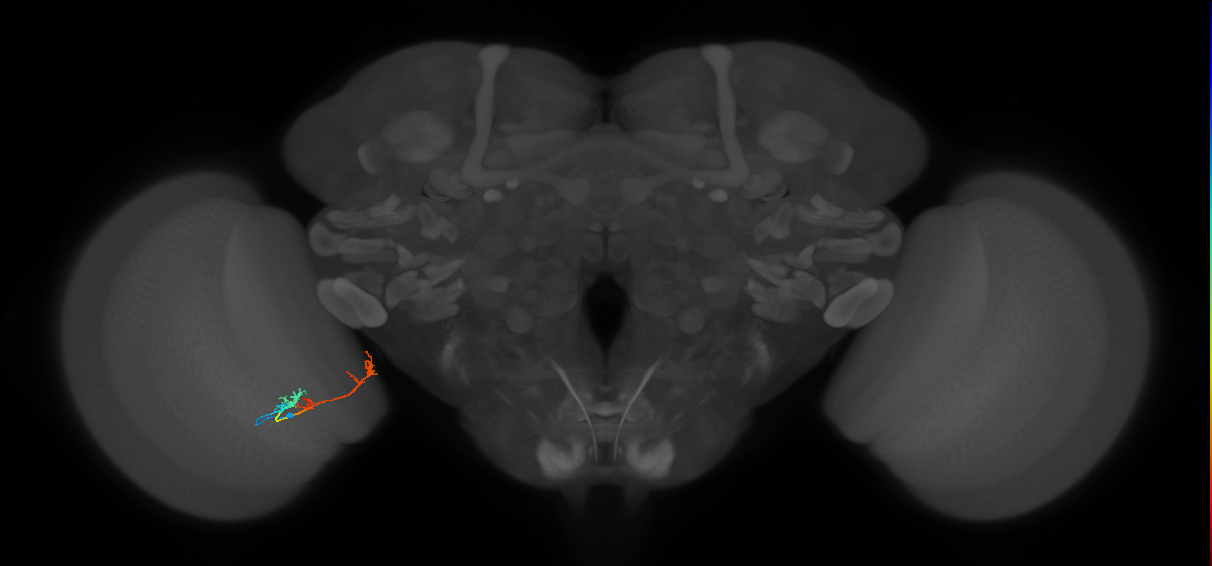 TmY17_L (MaleCNS:70641)