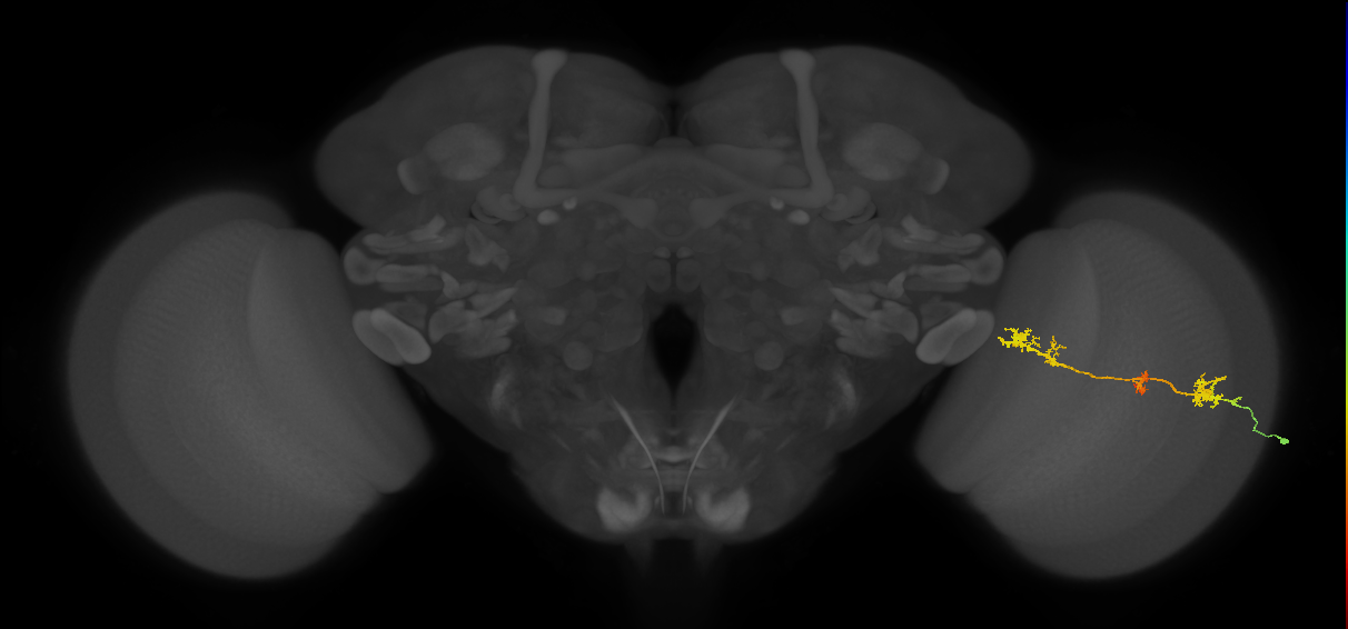 TmY17_R (MaleCNS:36314)