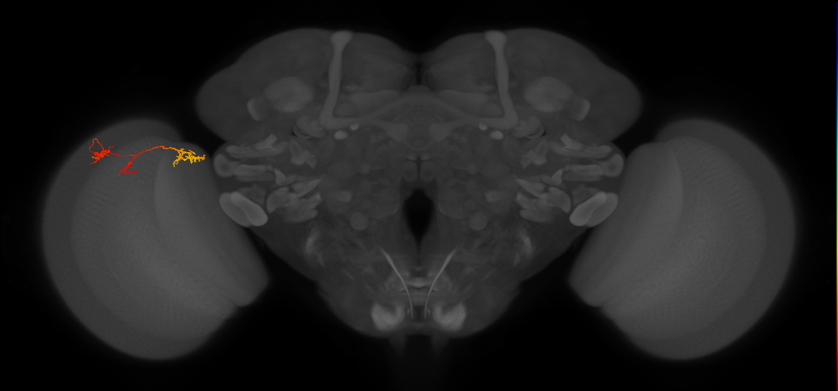 TmY17_L (MaleCNS:529802)