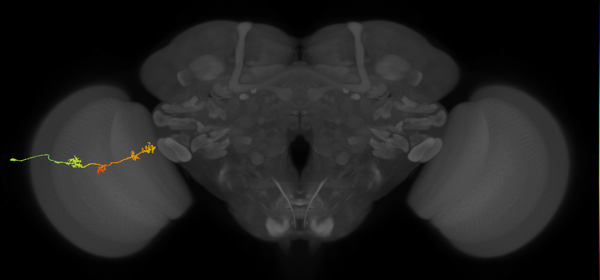 TmY17_L (MaleCNS:520800)
