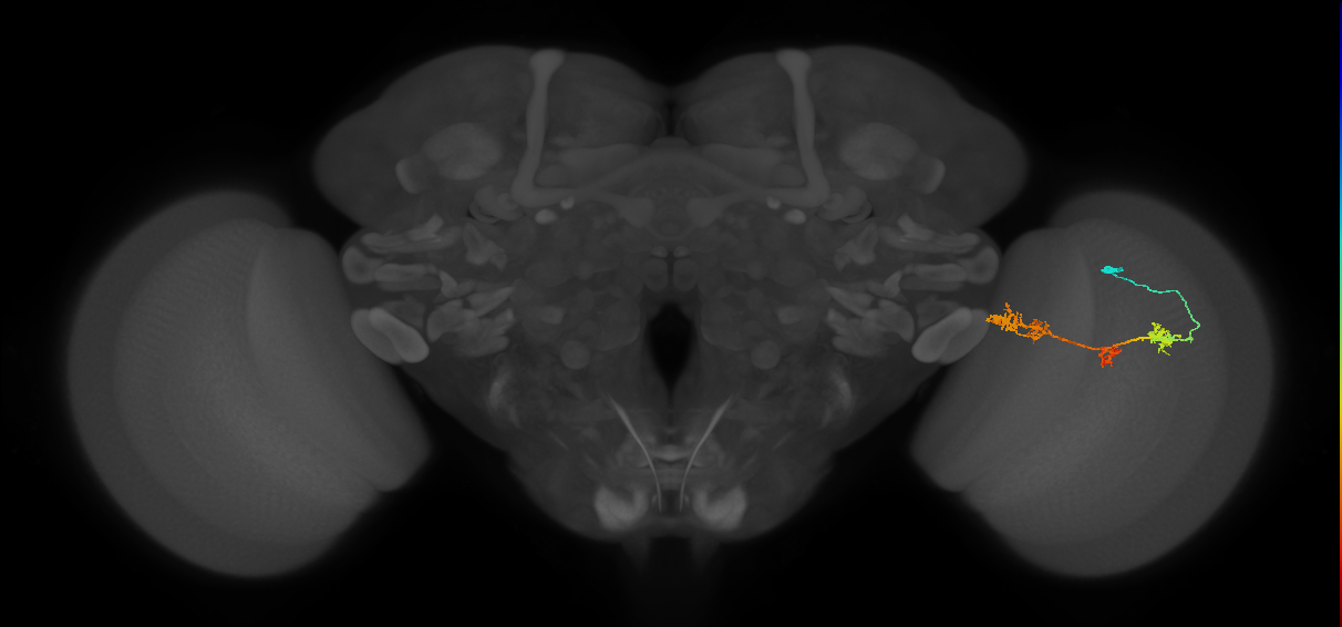 TmY17_R (MaleCNS:36964)