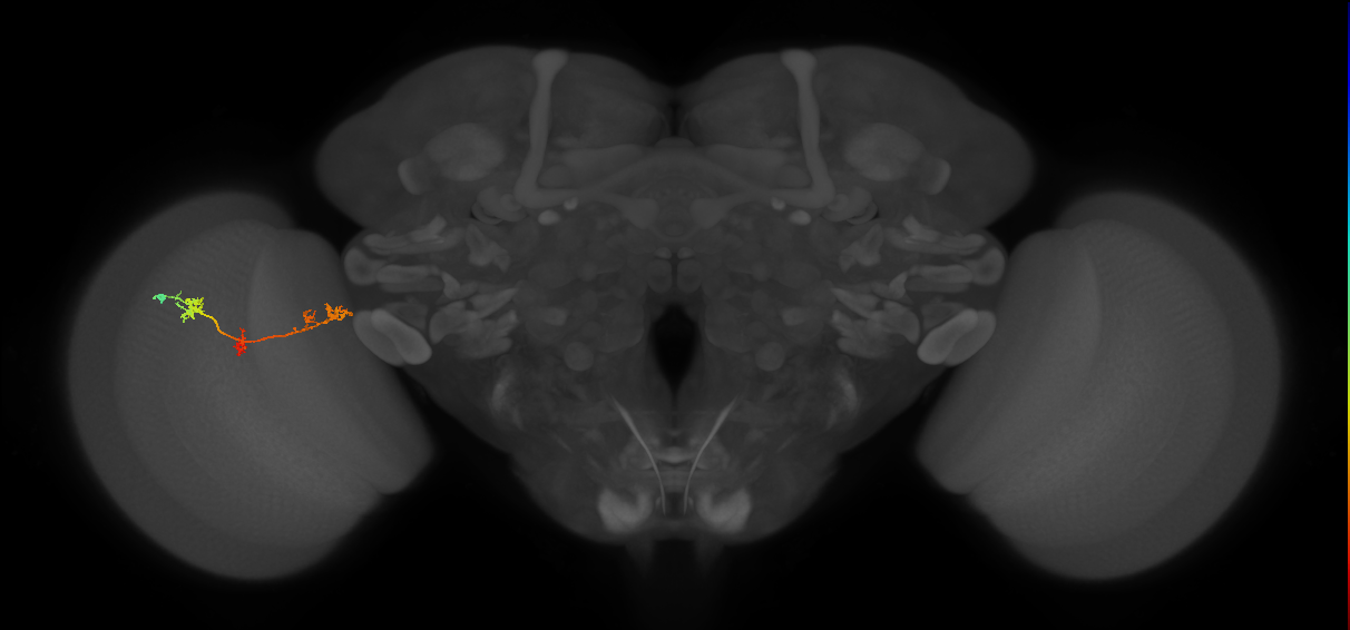 TmY17_L (MaleCNS:516534)