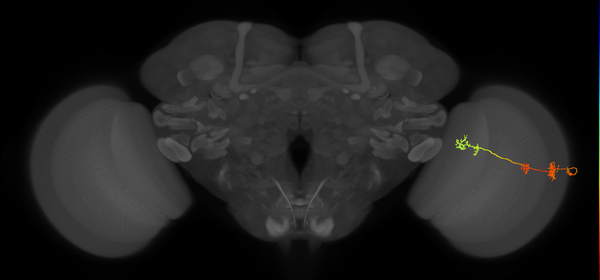 TmY17_R (MaleCNS:42293)