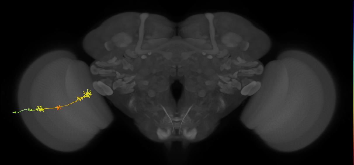 TmY17_L (MaleCNS:22220)