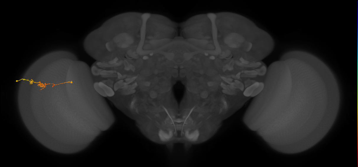 TmY18_L (MaleCNS:111179)