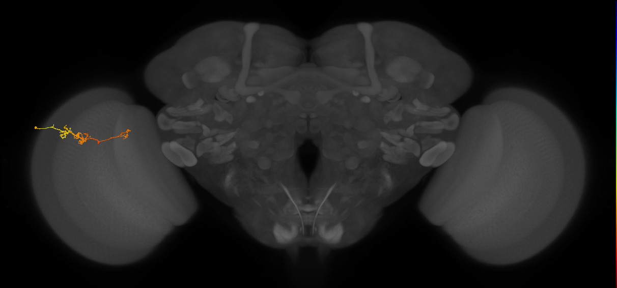 TmY18_L (MaleCNS:154071)