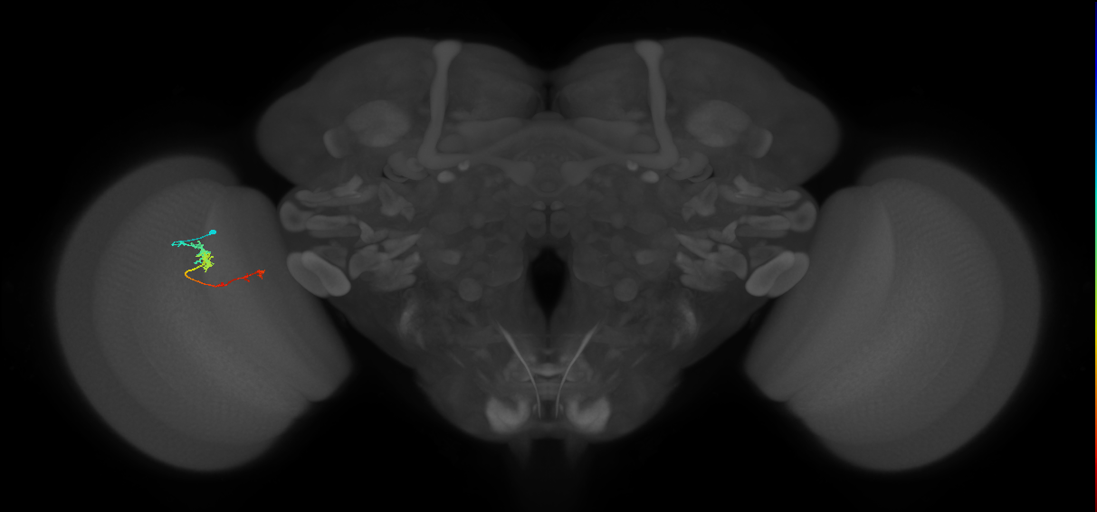 TmY18_L (MaleCNS:151463)