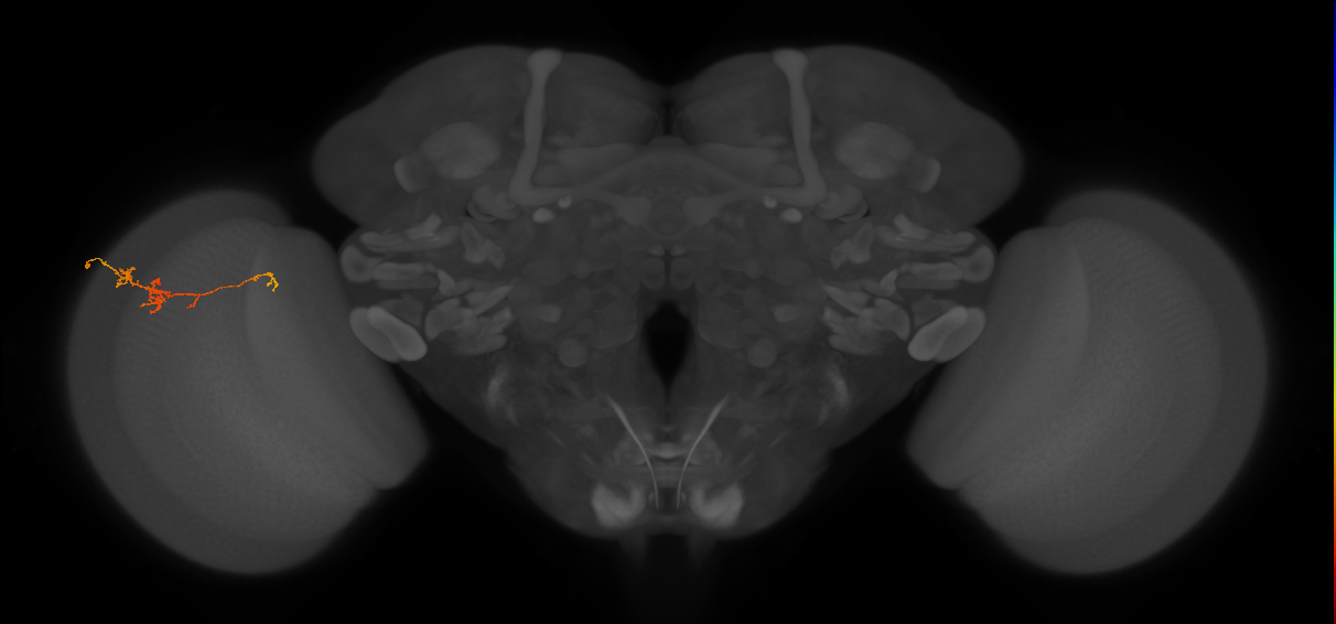 TmY18_L (MaleCNS:154733)