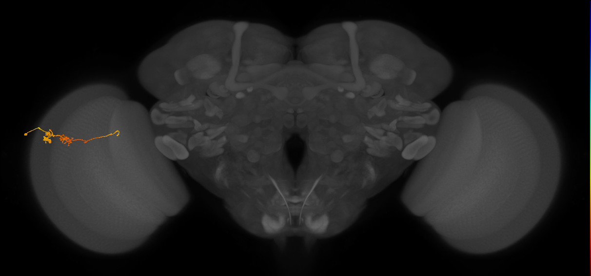 TmY18_L (MaleCNS:120875)