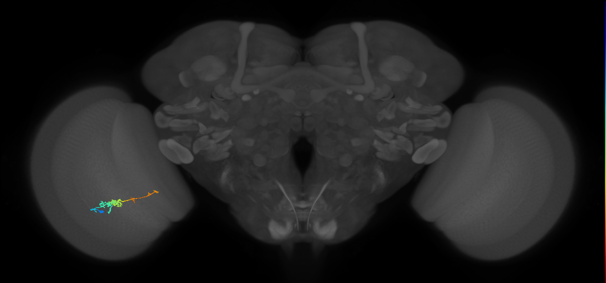 TmY18_L (MaleCNS:104986)