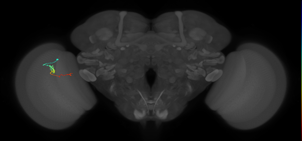 TmY18_L (MaleCNS:155288)