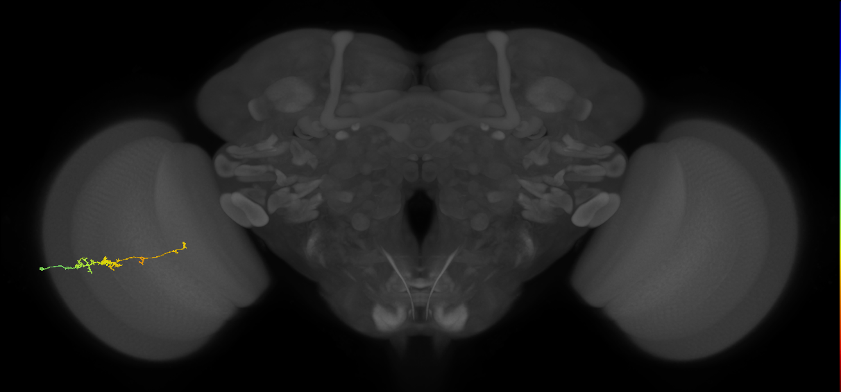 TmY18_L (MaleCNS:161143)