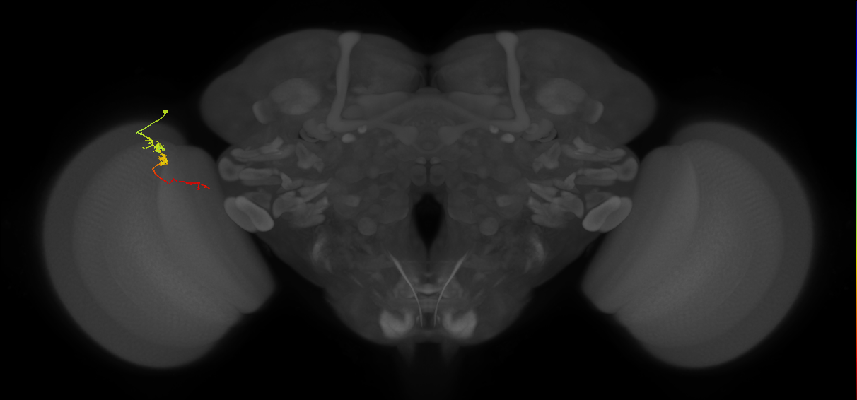 TmY18_L (MaleCNS:122984)