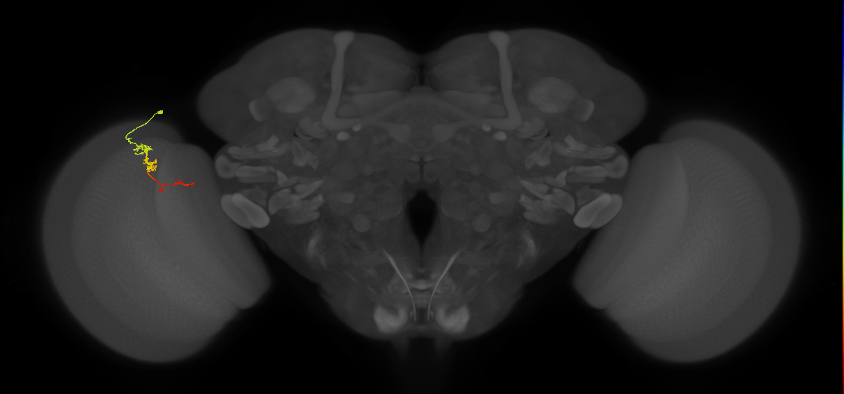 TmY18_L (MaleCNS:157508)
