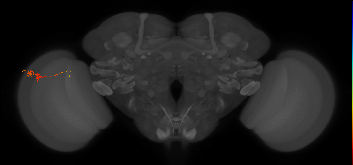 TmY18_L (MaleCNS:146783)