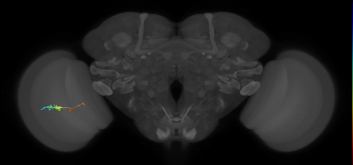 TmY18_L (MaleCNS:111809)