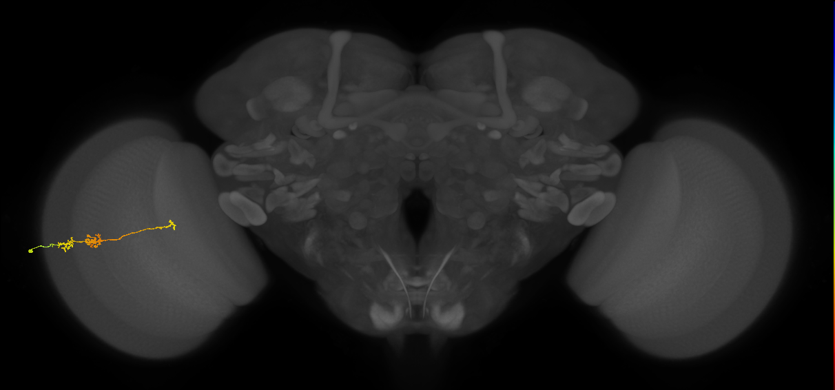 TmY18_L (MaleCNS:165683)