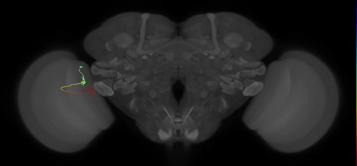 TmY18_L (MaleCNS:169890)