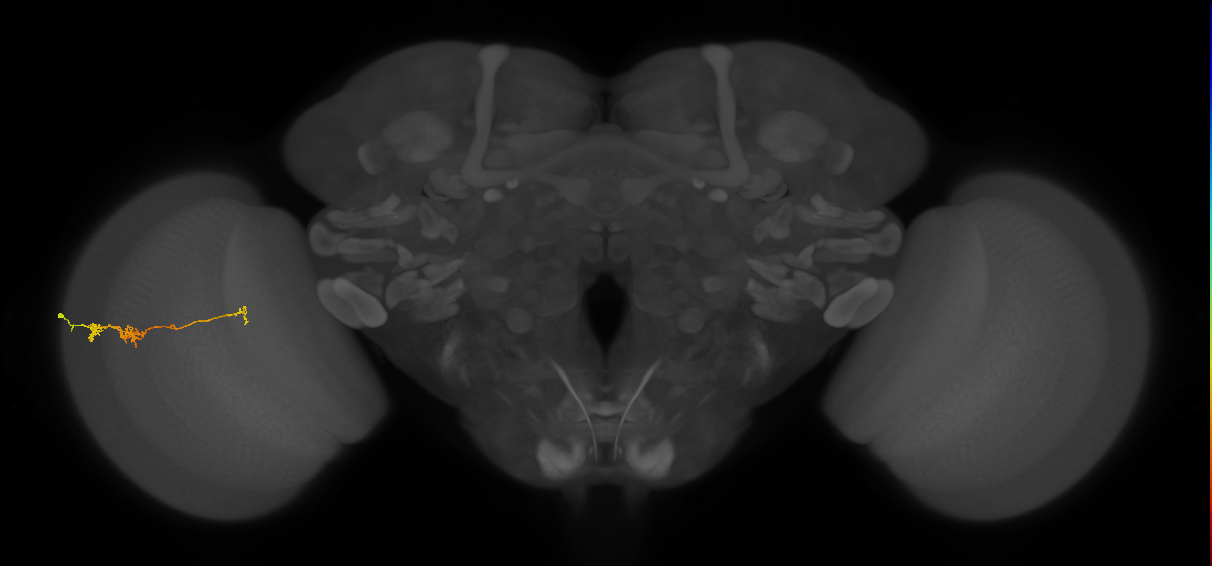 TmY18_L (MaleCNS:112099)