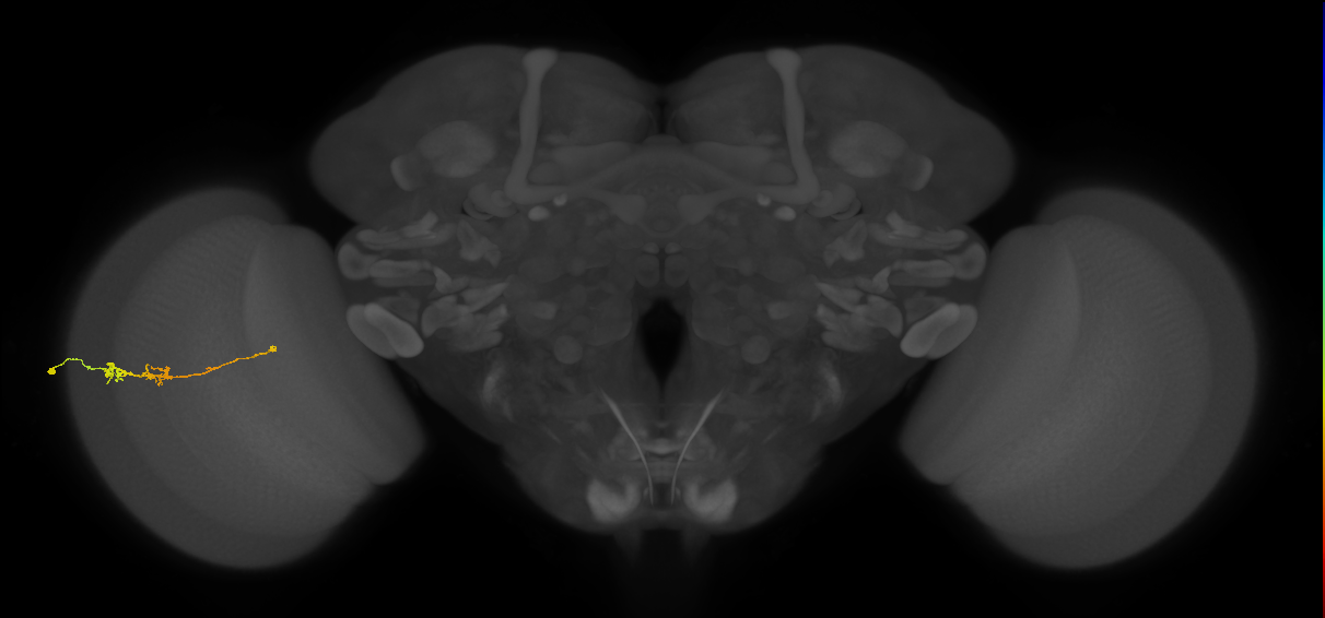 TmY18_L (MaleCNS:108686)