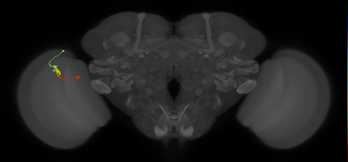 TmY18_L (MaleCNS:157277)