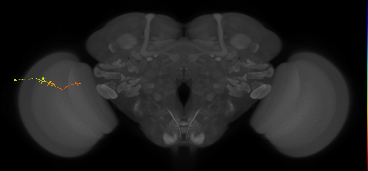 TmY18_L (MaleCNS:163716)