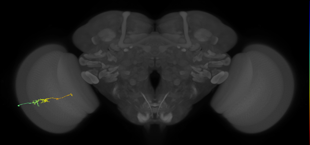 TmY18_L (MaleCNS:166030)
