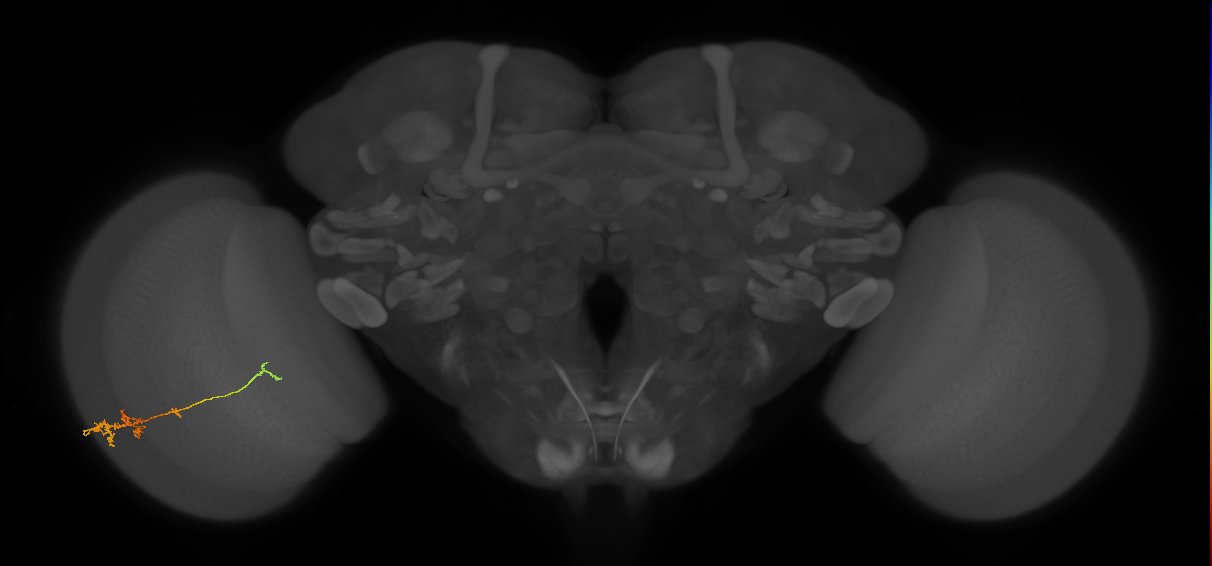 TmY18_L (MaleCNS:147972)