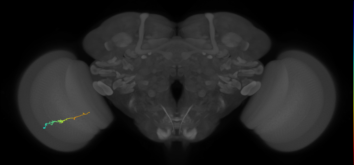 TmY18_L (MaleCNS:132206)