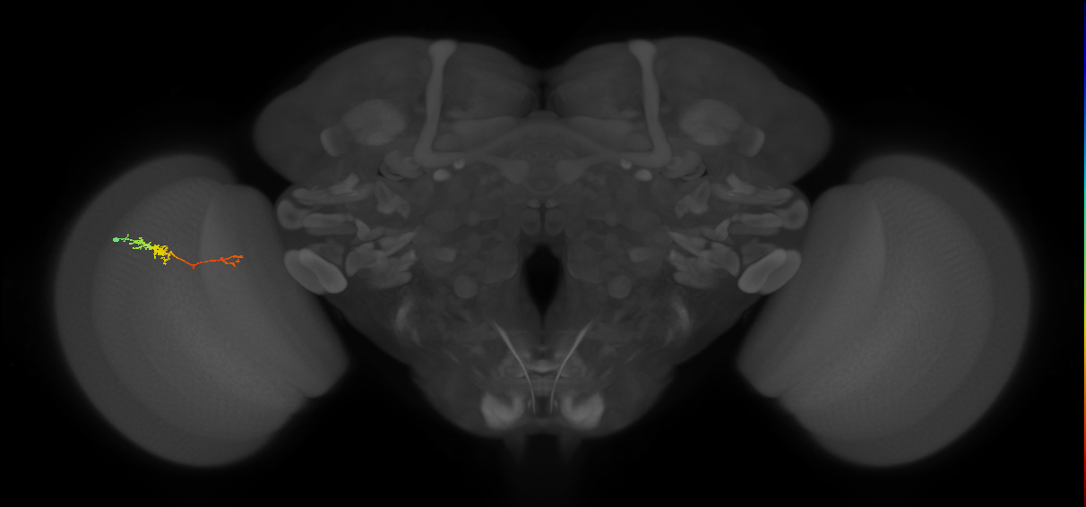 TmY18_L (MaleCNS:111098)